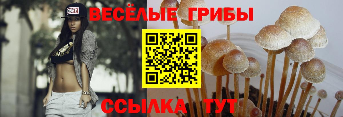 Вольск  Псилоцибиновые грибы Psilocybe  Вход с VPN 